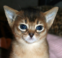 kitten